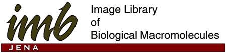 IMB Jena Image Library of Biological Macromolecules